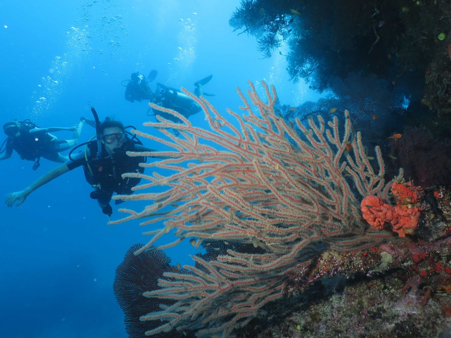Diving Dreadlocks, Savusavu Bay