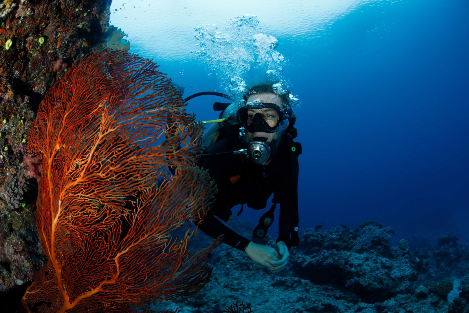 A glimpse of some of the finest coral gardens
