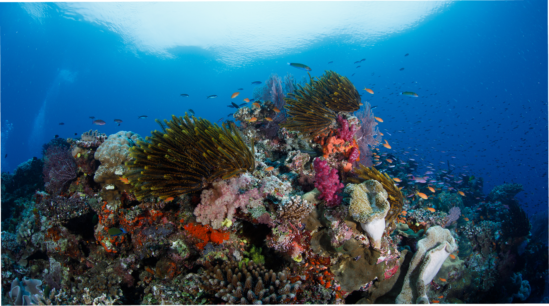 Meet Our Marine Biologists