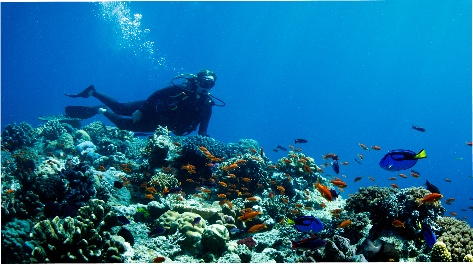 PADI Certification Course