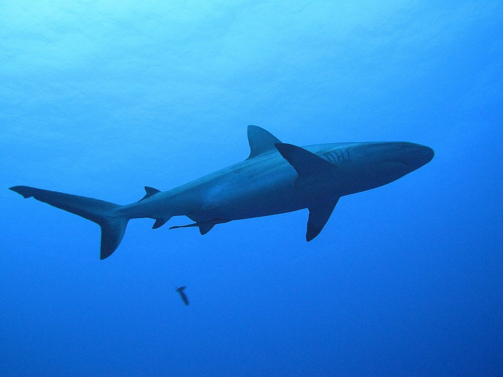 White tip sharks in Shark Alley